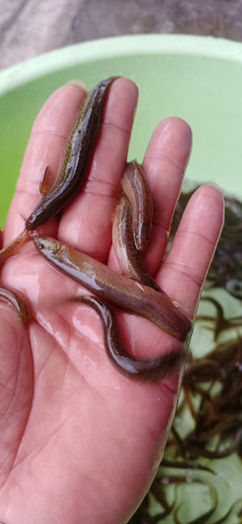 台湾泥鳅鱼苗
