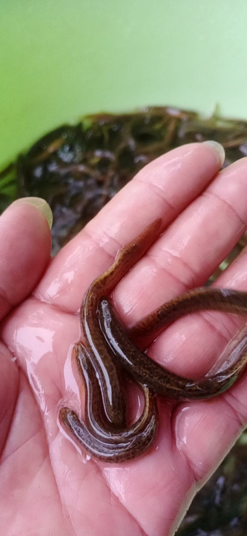 台湾泥鳅鱼苗