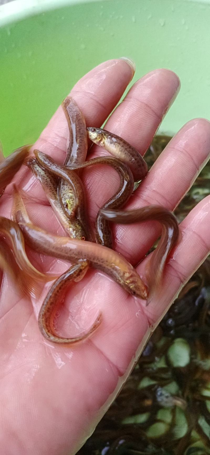 台湾泥鳅鱼苗