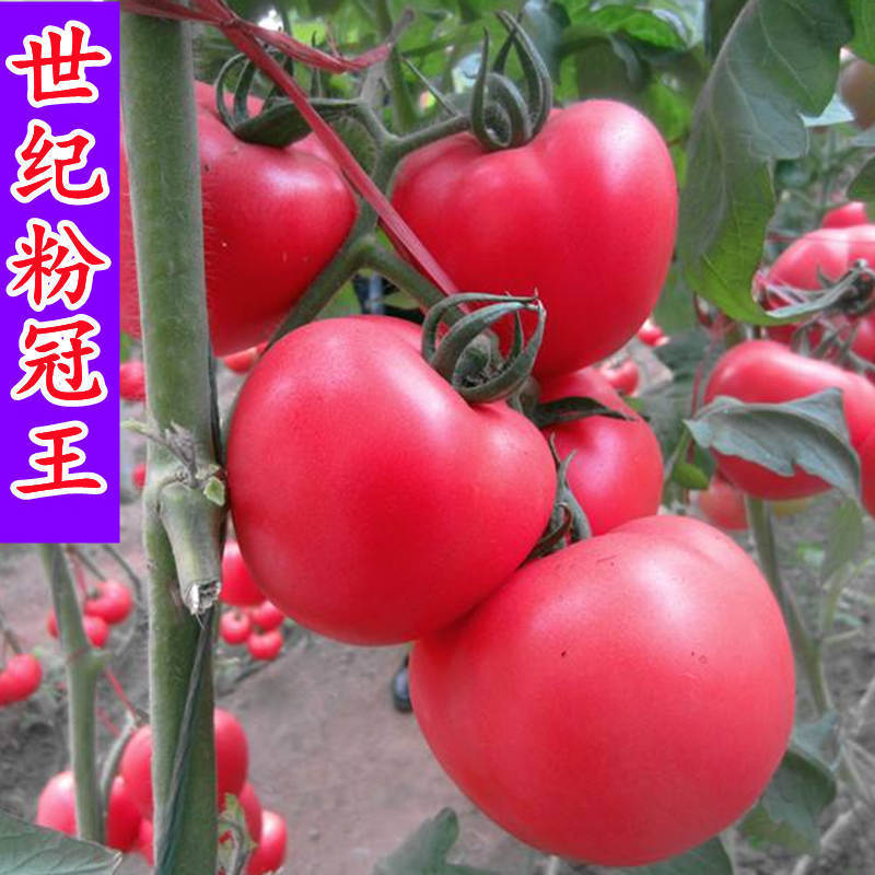 毛粉西红柿苗硬毛粉番茄苗直播苗嫁接苗免费技术指导包回收