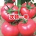 毛粉西红柿苗硬毛粉番茄苗直播苗嫁接苗免费技术指导包回收