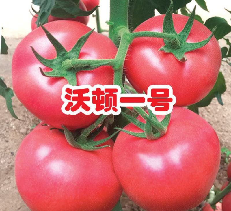 毛粉西红柿苗硬毛粉番茄苗直播苗嫁接苗免费技术指导包回收