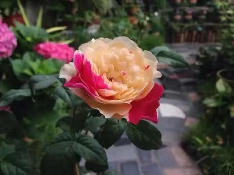 风月月季盆栽