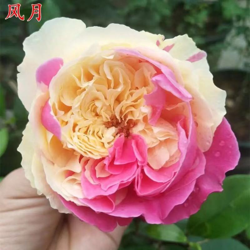 风月月季盆栽