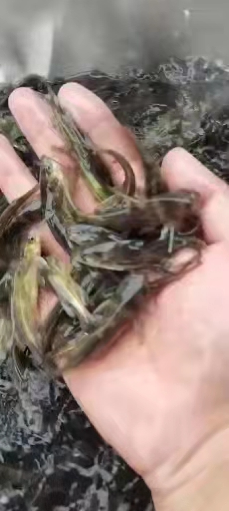 黄骨鱼苗