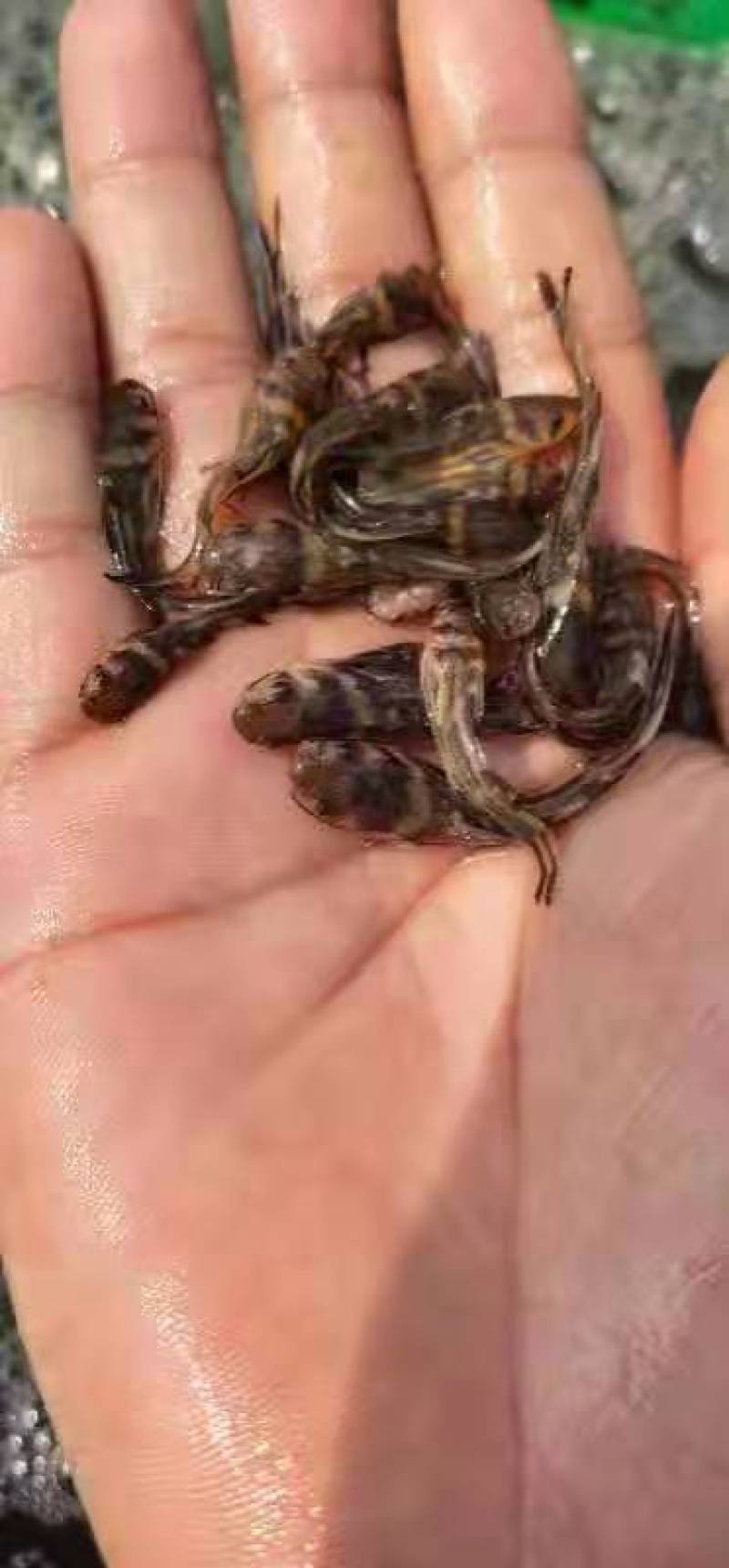 黄骨鱼苗