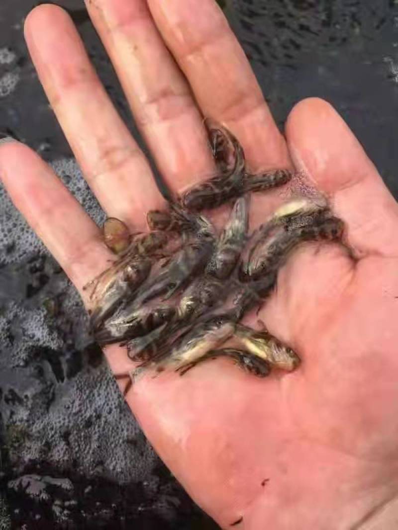 黄骨鱼苗