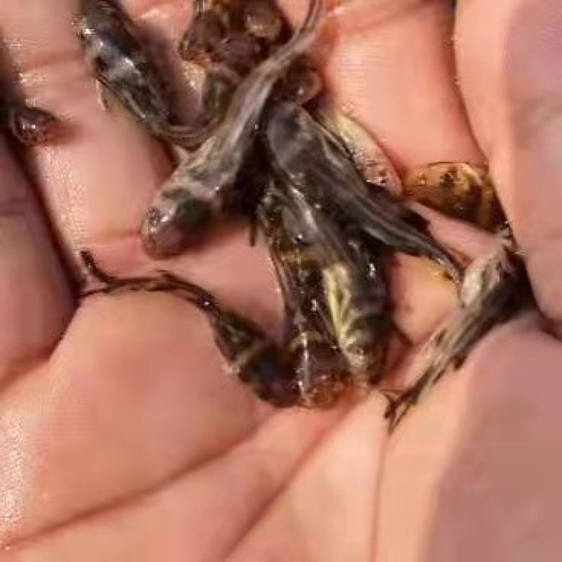 黄骨鱼苗
