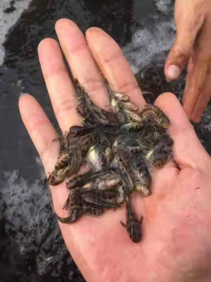 黄骨鱼苗