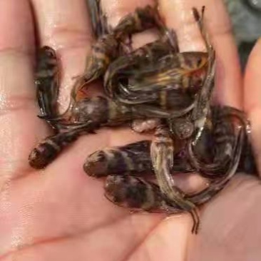 黄骨鱼苗