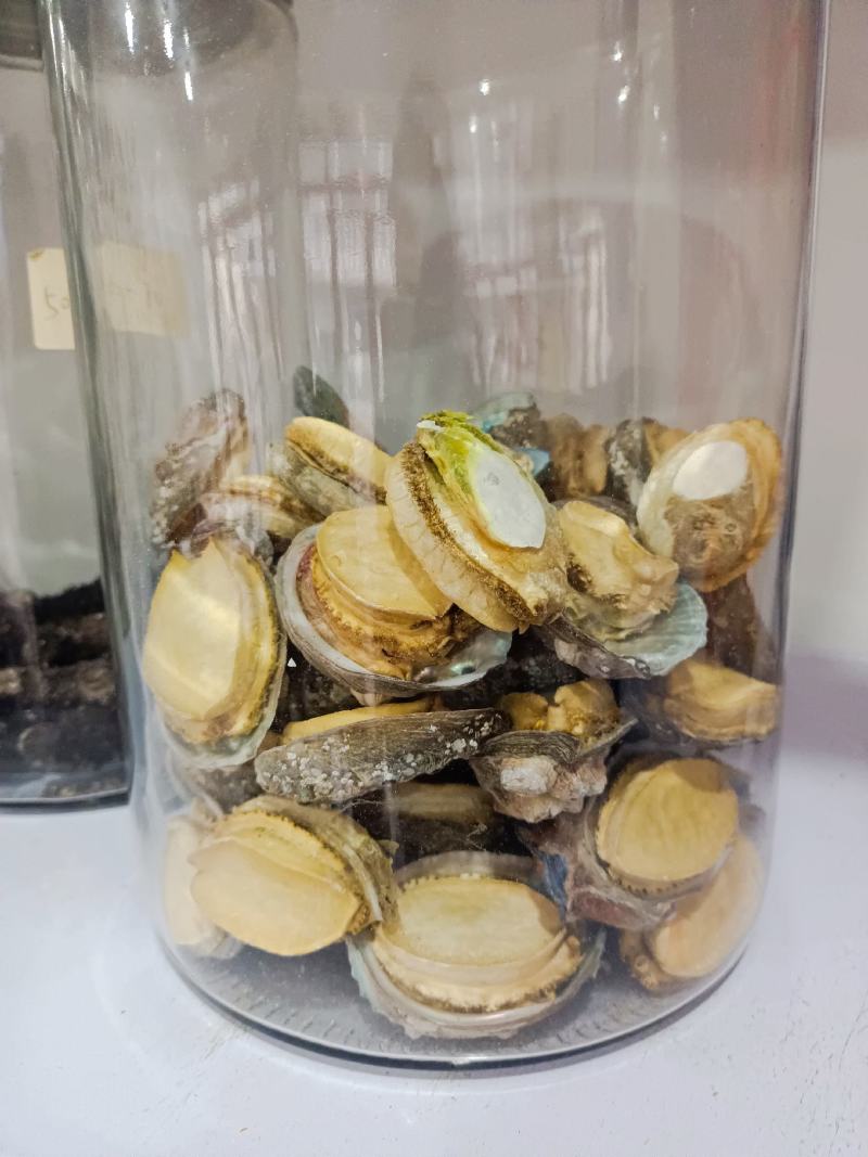 黄金鲍鱼肉