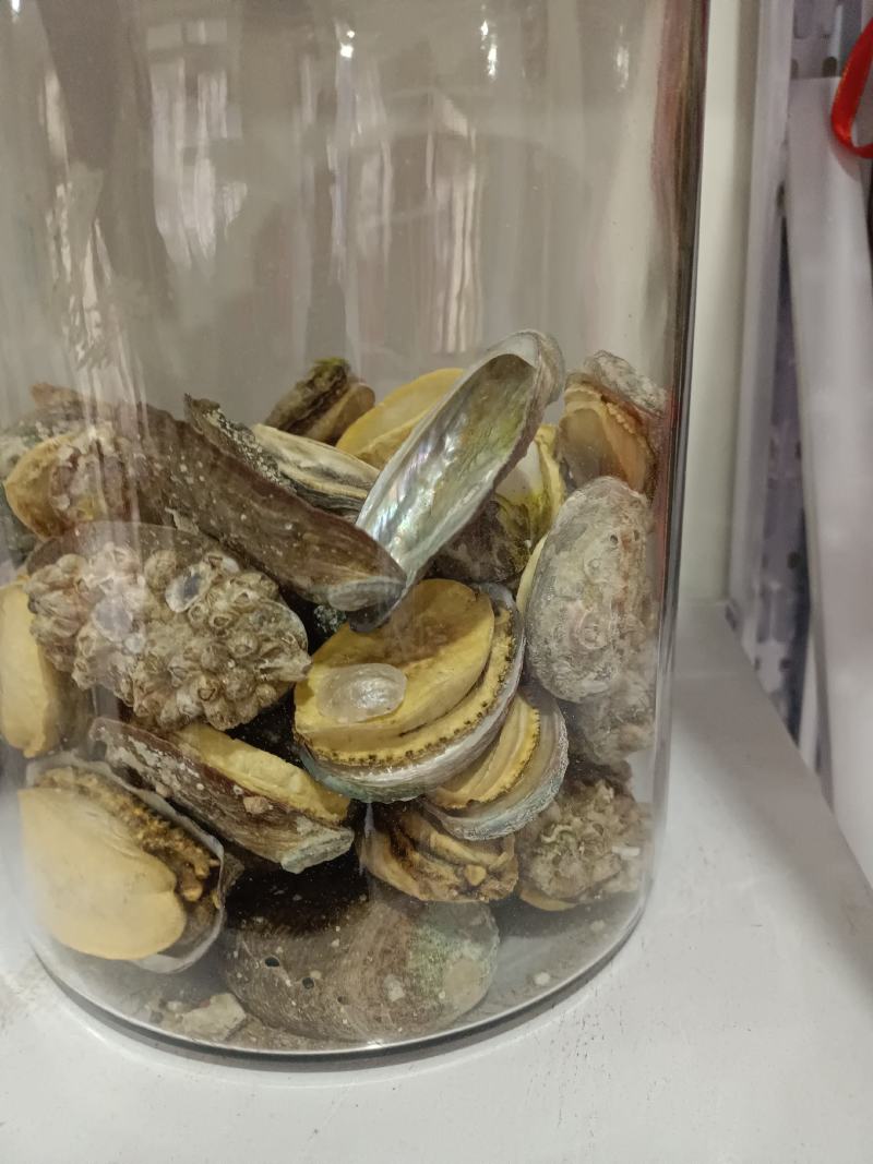 黄金鲍鱼肉