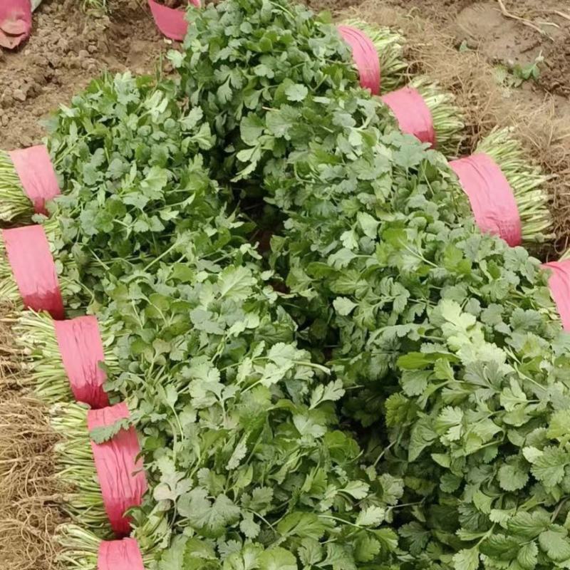 精品香菜，需要的老板联系。