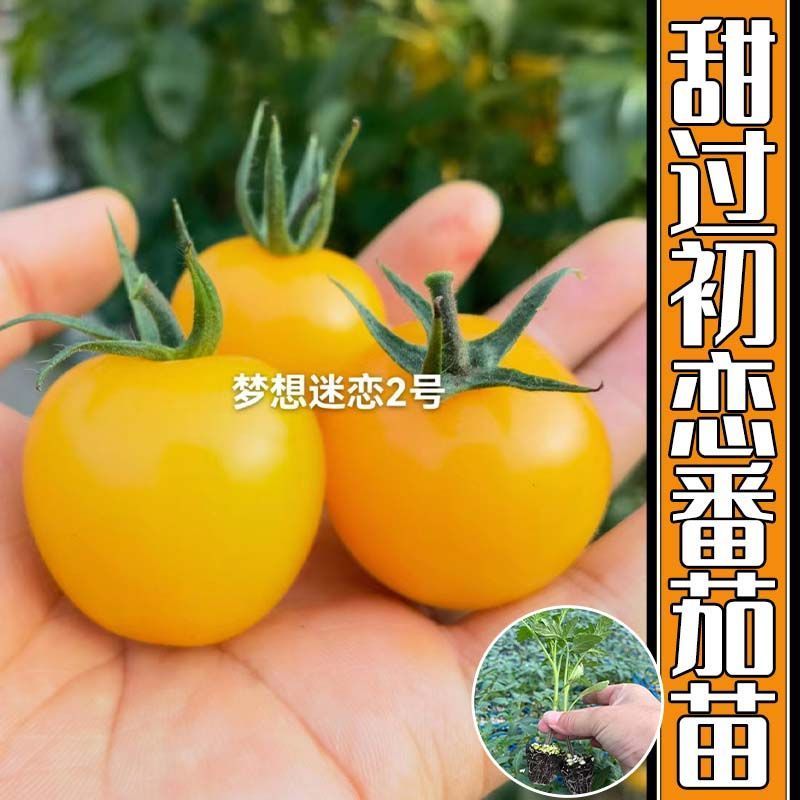 樱桃番茄苗多色樱桃西红柿苗直播苗嫁接苗免费技术指导包回收