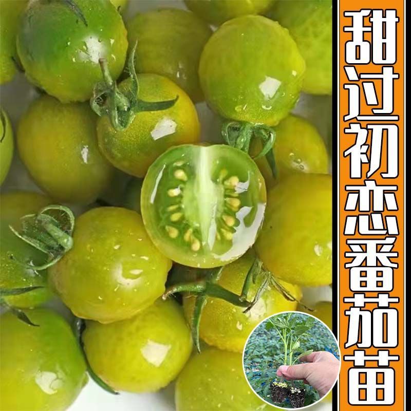 樱桃番茄苗多色樱桃西红柿苗直播苗嫁接苗免费技术指导包回收