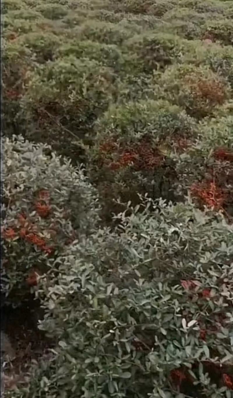 火棘树苗火棘球园林绿化树苗满树红盆栽苗盆栽盆景