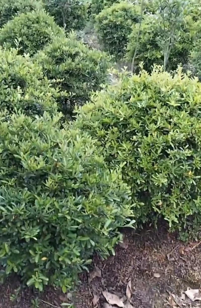 火棘树苗火棘球园林绿化树苗满树红盆栽苗盆栽盆景