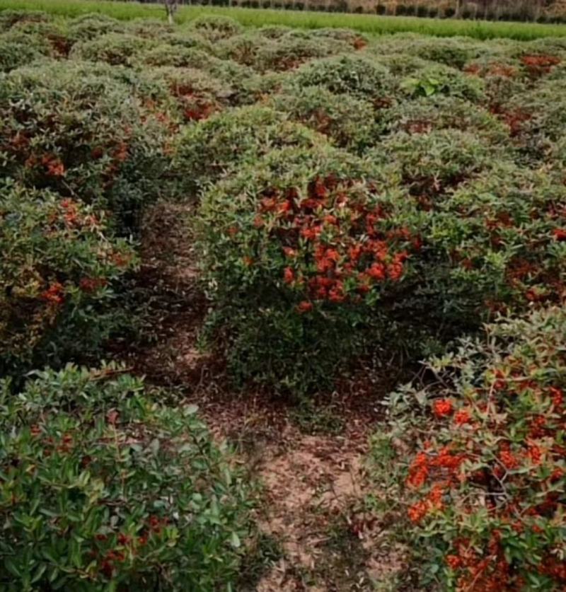 火棘树苗火棘球园林绿化树苗满树红盆栽苗盆栽盆景