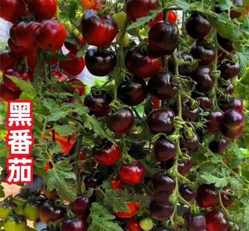 黑番茄苗黑美人西红柿苗直播苗嫁接苗免费技术指导包回收