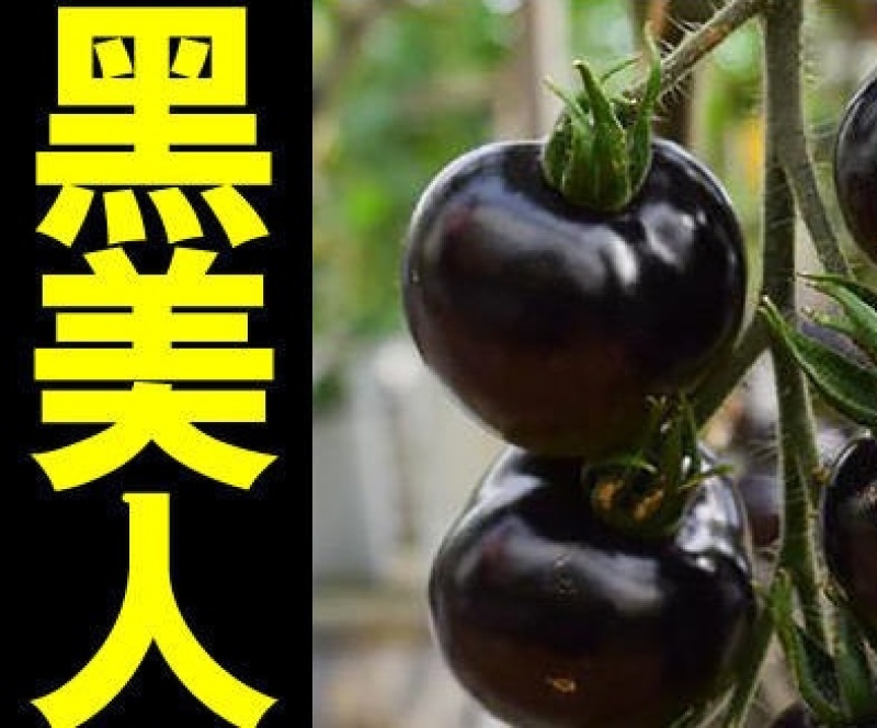 黑番茄苗黑美人西红柿苗直播苗嫁接苗免费技术指导包回收