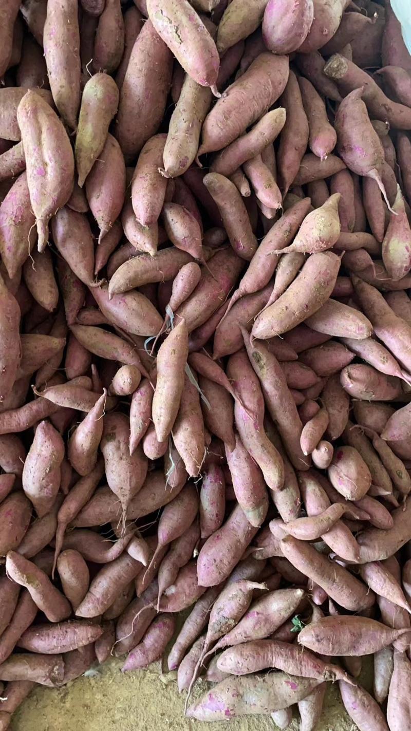 紫罗兰小花叶.紫薯大量出货，货源充足，各种规格