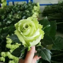 绿色月季苗