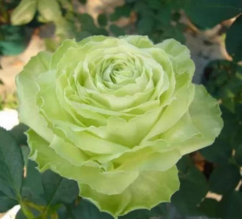 绿色月季苗