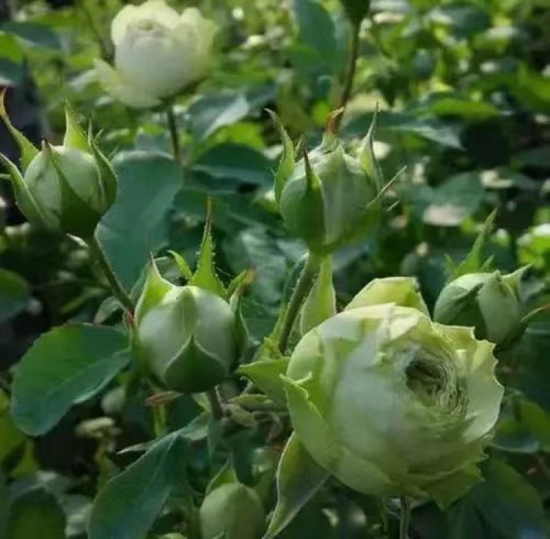 绿色月季苗