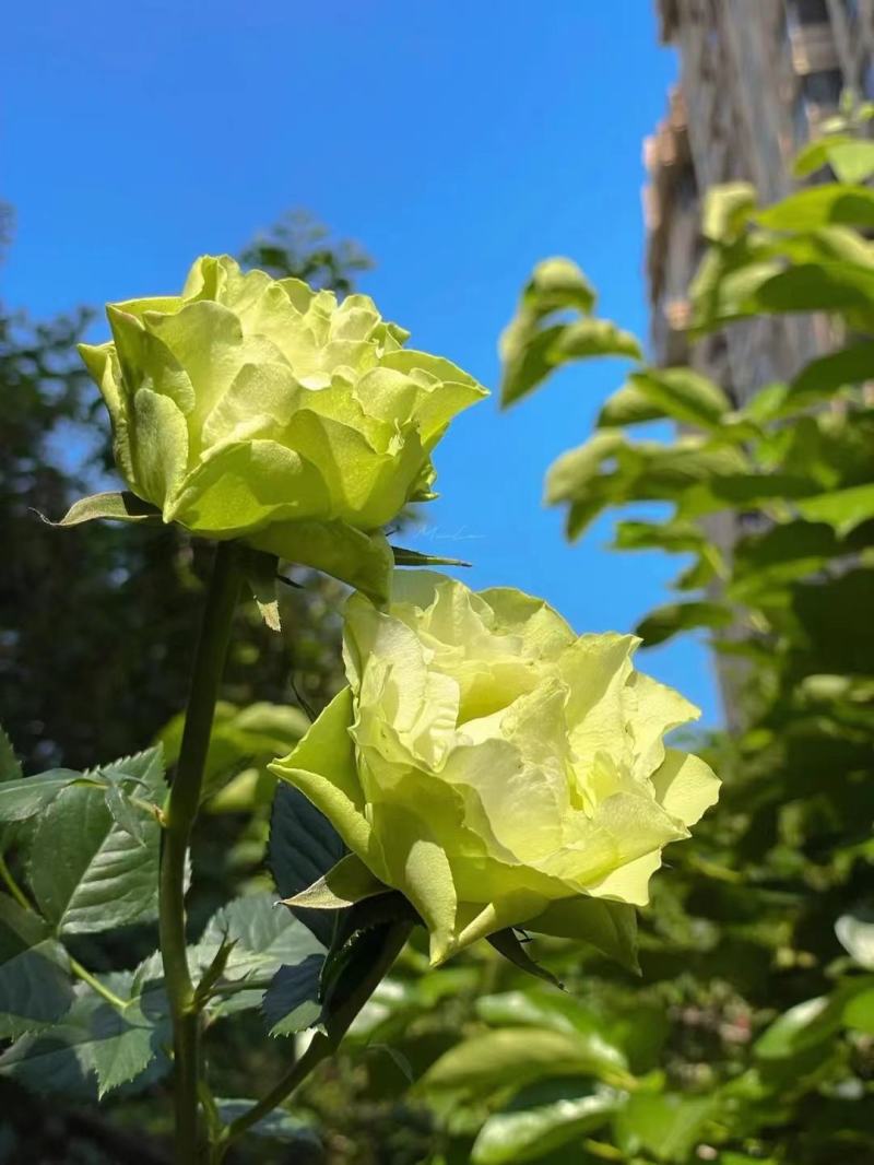 绿色月季苗