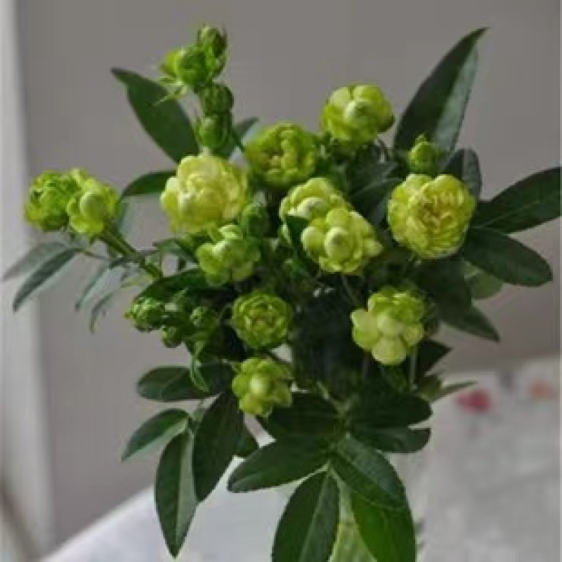 绿色月季苗
