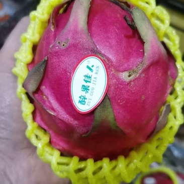 火龙果