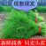 【推荐】精选茴香现摘现发批发量大价优欢迎咨询