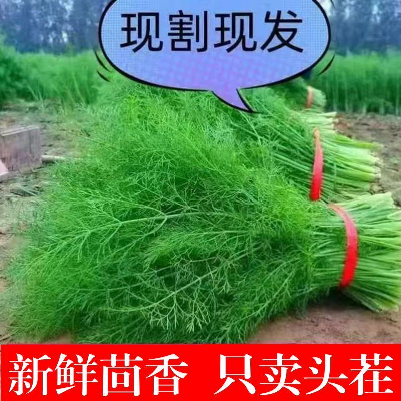 【推荐】精选茴香现摘现发批发量大价优欢迎咨询