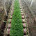 【推荐】精选茴香现摘现发批发量大价优欢迎咨询