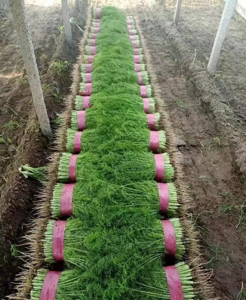 【推荐】精选茴香现摘现发批发量大价优欢迎咨询