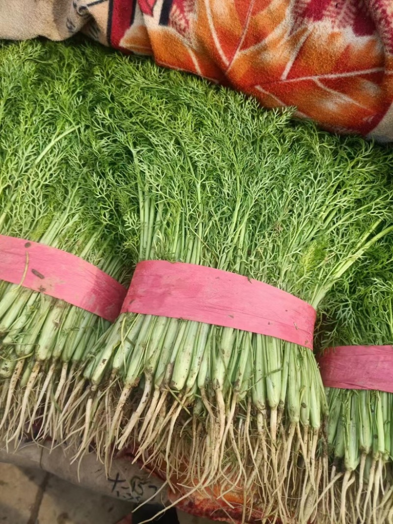 【推荐】精选茴香现摘现发批发量大价优欢迎咨询