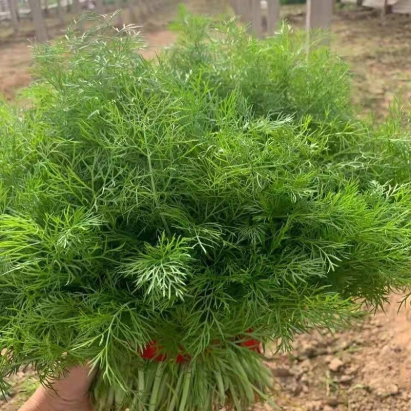 【推荐】精选茴香现摘现发批发量大价优欢迎咨询