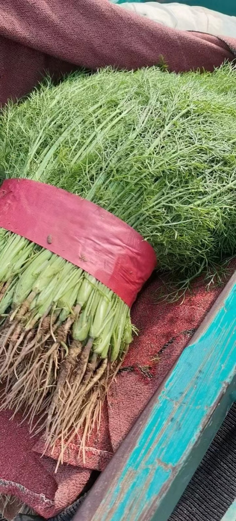 【推荐】精选茴香现摘现发批发量大价优欢迎咨询