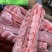 巴西多肉龙骨