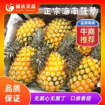 广东徐闻菠萝大量上市，各种规格，电商货，市场货，保质保量