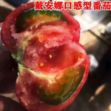 戴安娜水果番茄苗西红柿苗直播苗嫁接苗免费技术指导包回收
