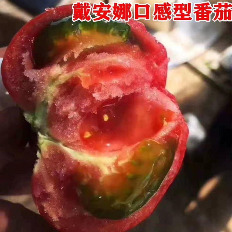 戴安娜水果番茄苗西红柿苗直播苗嫁接苗免费技术指导包回收