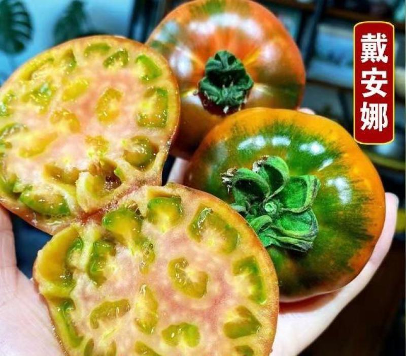 戴安娜水果番茄苗西红柿苗直播苗嫁接苗免费技术指导包回收