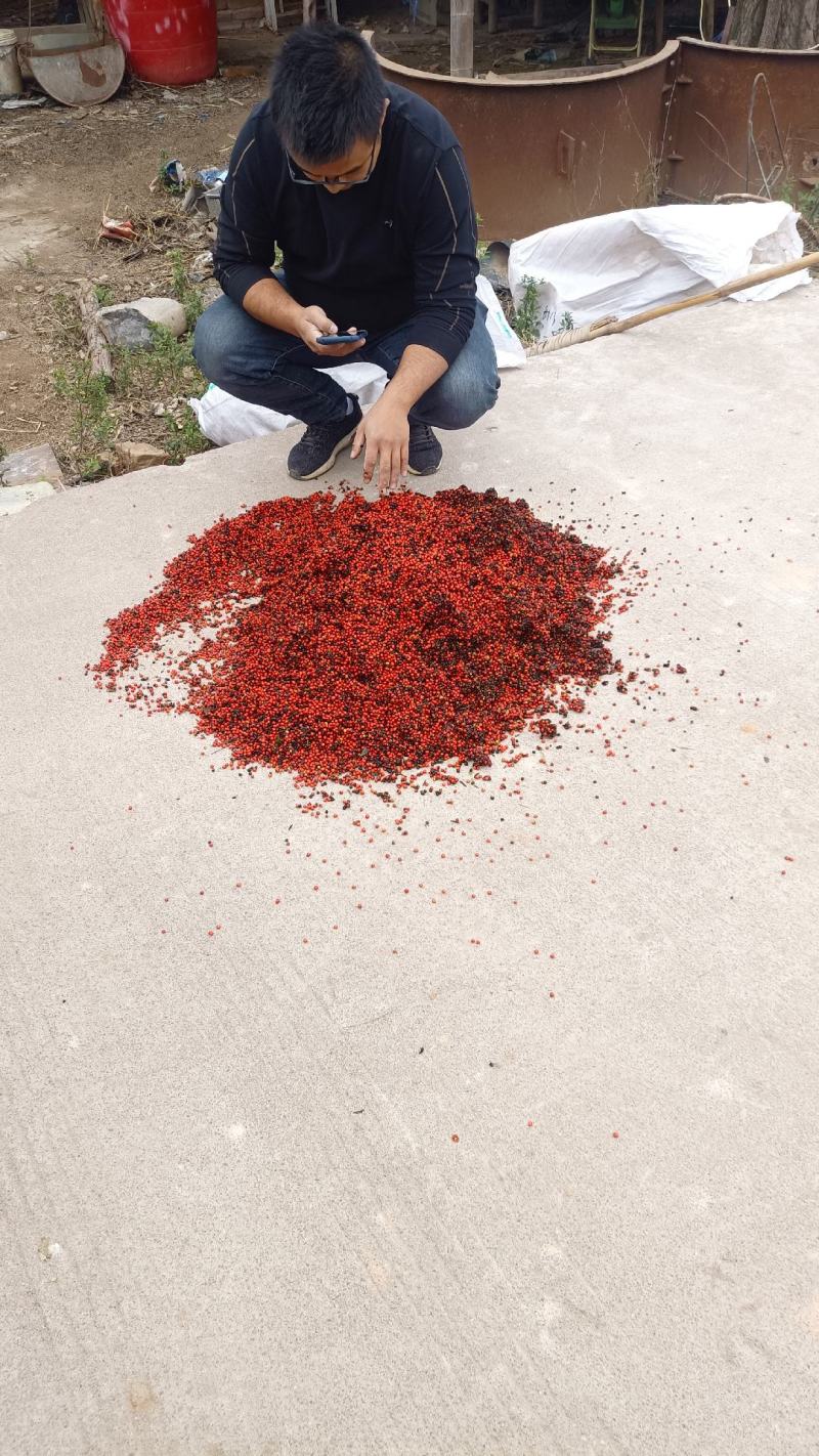 优质草珊瑚种子