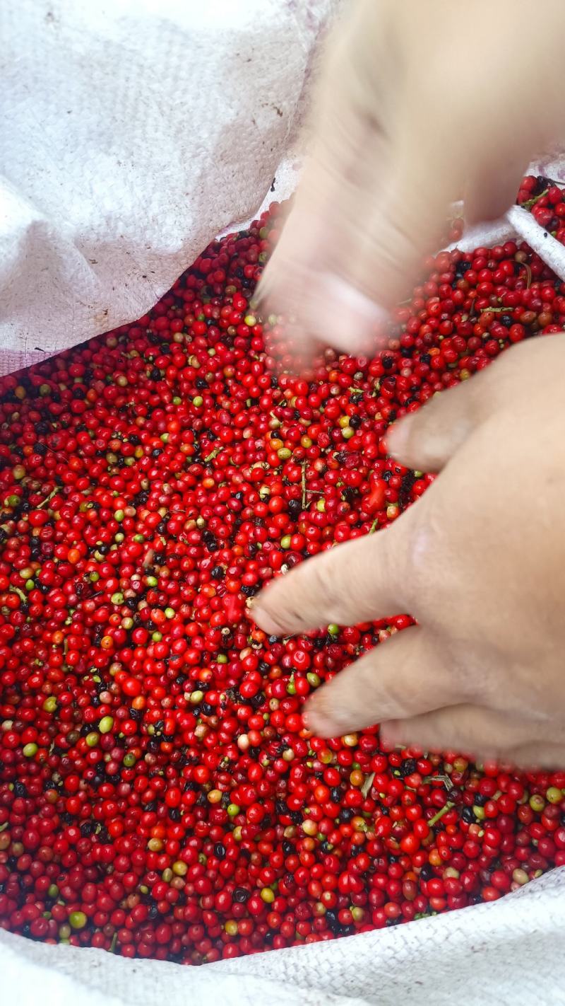 优质草珊瑚种子