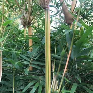 琴丝竹四季常青庭院竹子苗青竹苗紫竹苗金镶玉竹子室