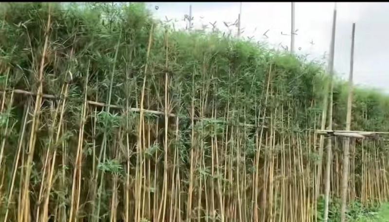 琴丝竹四季常青庭院竹子苗青竹苗紫竹苗金镶玉竹子室