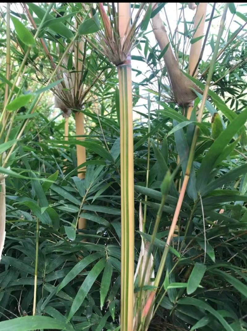 琴丝竹四季常青庭院竹子苗青竹苗紫竹苗金镶玉竹子室
