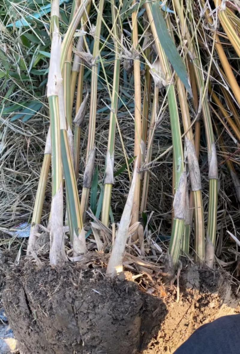 琴丝竹四季常青庭院竹子苗青竹苗紫竹苗金镶玉竹子室