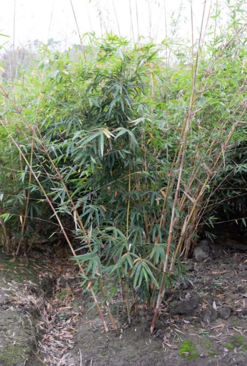琴丝竹四季常青庭院竹子苗青竹苗紫竹苗金镶玉竹子室